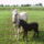 Csak_anya_kozelebe_494585_61110_t