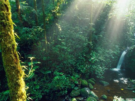 Monteverde köderdejében, Costa Rica