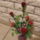 Rozsak-003_494636_22048_t