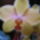 Nyuszika74 - saját orchideák