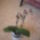 Phalaenopsis_orchidea-001_495311_13684_t