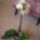 Phalaenopsis_orchidea-002_495310_67724_t