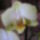 Phalaenopsis_orchidea-003_495309_39926_t
