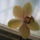 Phalaenopsis_orchidea-004_495306_73340_t