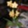 Phalaenopsis_orchidea-005_495305_88096_t