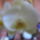 Phalaenopsis_orchidea-009_495301_62547_t