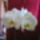 Phalaenopsis_orchidea-010_495300_30885_t