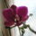 Phalaenopsis_orchidea_495312_39406_t