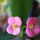 Euphorbia_milii_496717_34592_t