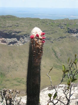 Kaktusz a Pai Innacio hegyen
