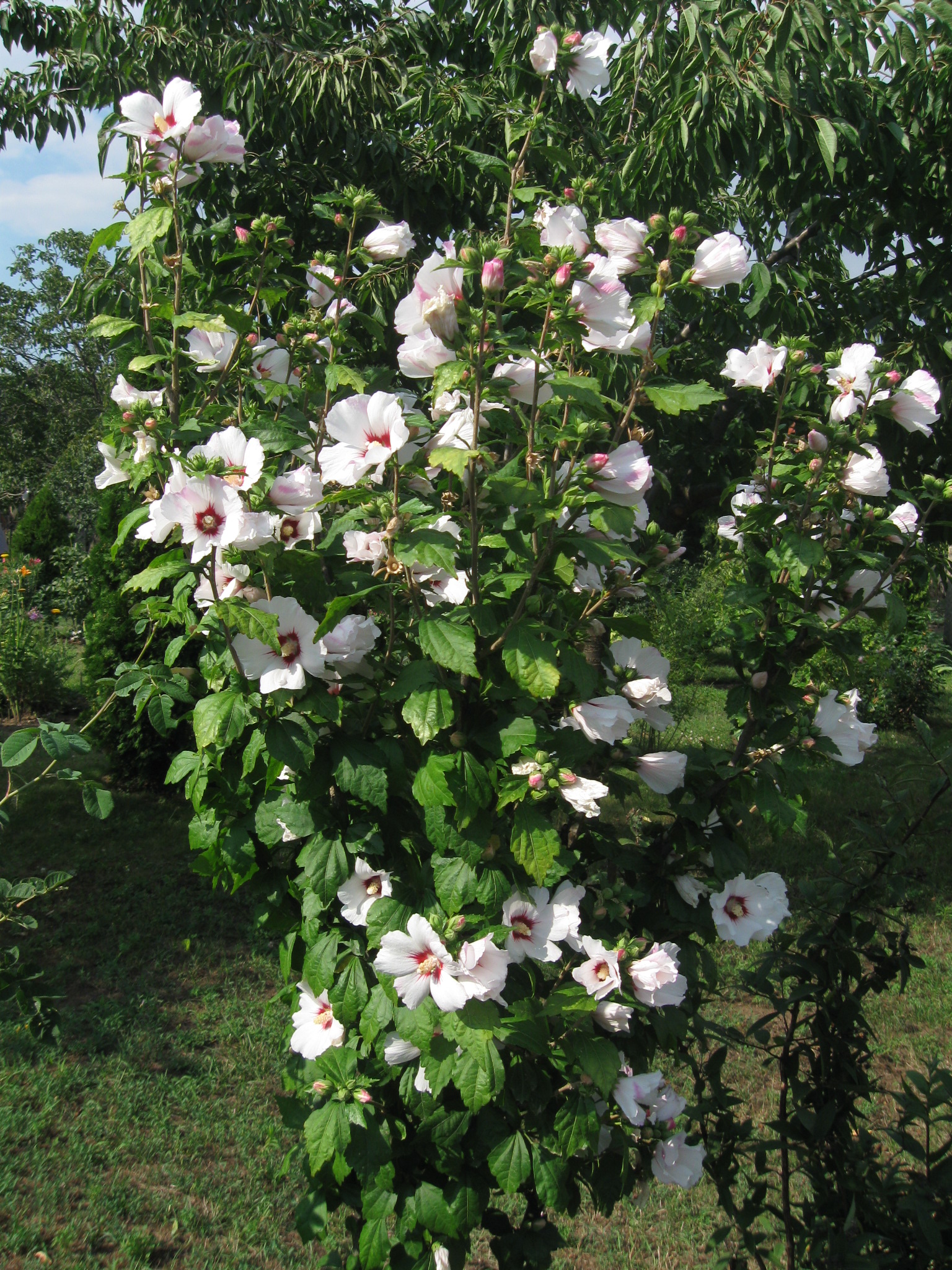 malyvacserje_feher_497653_78634.jpg