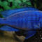 blue-lumphead-cichlid