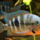 Firemouth_cichlid_498173_93090_t