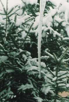Tél a debreceni nagyerdön 2