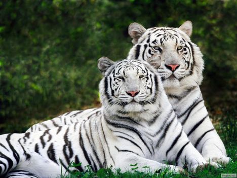 Bengáli tigrisek
