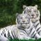 Bengáli tigrisek