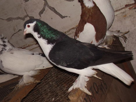 P9050190