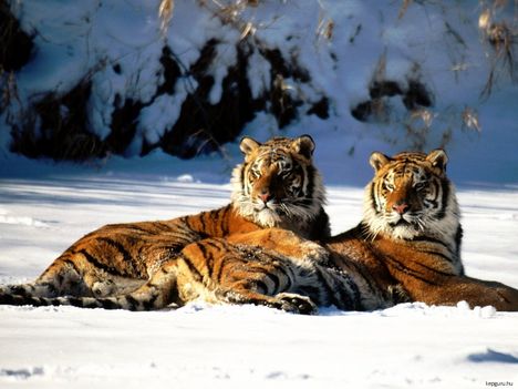 Szibériai tigrisek