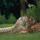 Tigris10_499340_65263_t