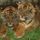 Tigris12_499342_22003_t