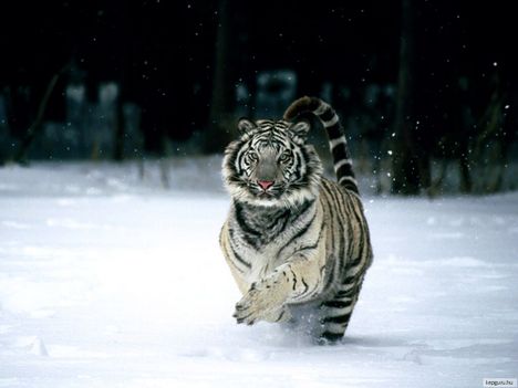 tigris-1