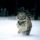 Tigris1_499331_85680_t