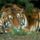 Tigris2_499332_62014_t