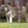 Tigris4_499334_35965_t