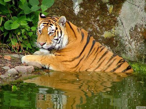 Vízben hűsölő tigris