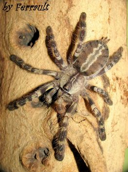 Poecilotheria regalis 7v.