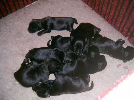 Kira 8 kisbabája