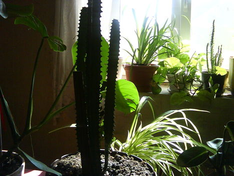 Minek nevezzelek kaktuszom!)