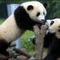 panda barátok