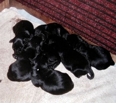 Töpsz 7 kisbabája