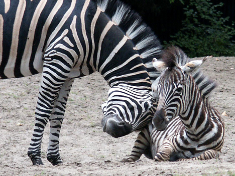Zebra kicsinyével