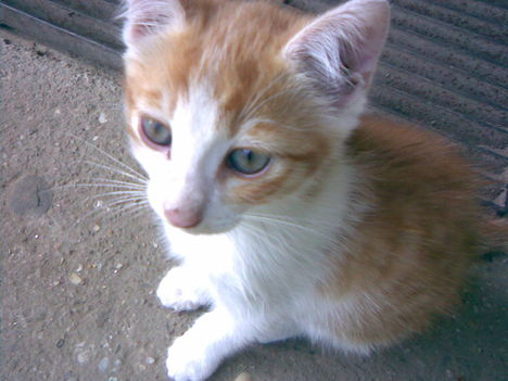 20090708(005)