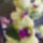Dendrobium_orchidea_3_511176_72727_t