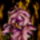Irisz_511665_50219_t