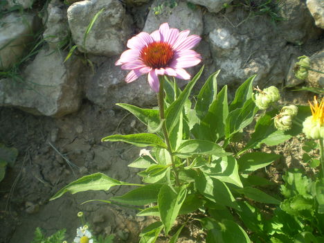 bíborkas virág
