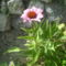 bíborkas virág