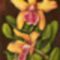 Orchidea15 Cattleya frasquita