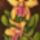 Orchidea15_cattleya_frasquita_512991_44227_t