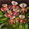 Orchidea20, Paphiopedilum hibrid, selyem,  20x26cm