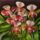 Orchidea20_paphiopedilum_hibrid_selyem__20x26cm_512992_90508_t