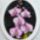 Orchidea_03_phalaenopsis_bouquet_selyem_26x20_cm_512996_12763_t