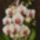 Orchidea_07_phalaenopsis_bouquet_selyem40x30_cm_512995_10425_t
