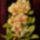 Orchidea_08_phalaenopsis_selyem_40x30_cm_512998_12383_t