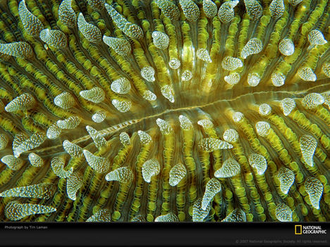 Coelenterate Coral