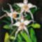 Orchidea 14 Odontoglossum, selyem, 30x20 cm