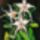 Orchidea_14_odontoglossum_selyem_30x20_cm_513001_15684_t